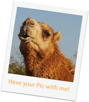 Polaroid Camel Pose