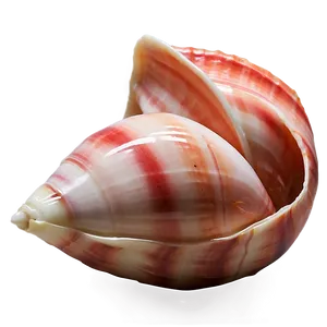 Polished Conch Shell PNG 06132024