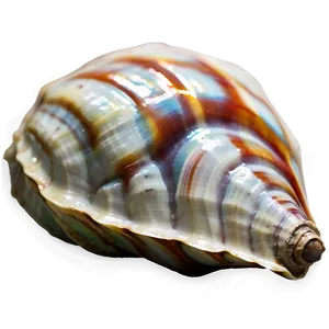 Polished Conch Shell PNG 31