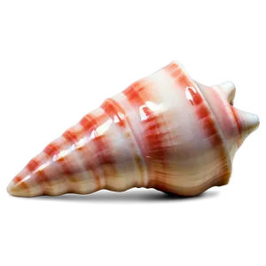 Polished Conch Shell PNG Hbp22 PNG