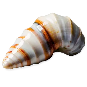 Polished Conch Shell PNG Ill87 PNG
