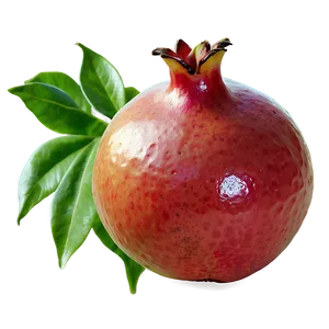 Pomegranate Isolated On White PNG Nnh77 PNG