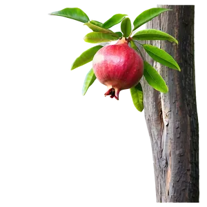 Pomegranate On Tree Branch PNG Jtm PNG