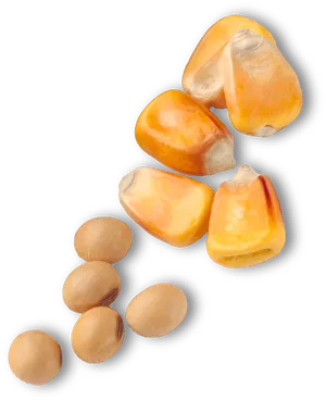 Popcorn Kernels Closeup Transparent Background PNG