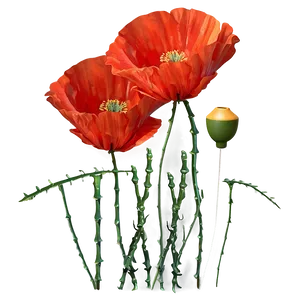 Poppies Stem PNG Vyr65 PNG