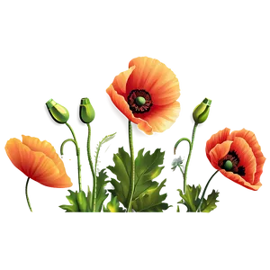 Poppy Flower Transparent PNG 05252024 PNG