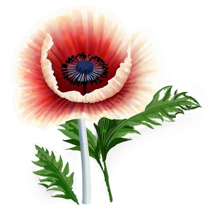 Poppy Flower Transparent PNG Hgr PNG