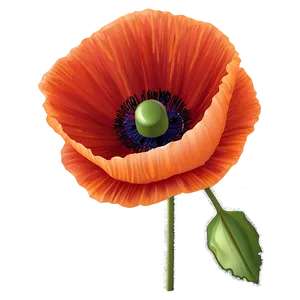 Poppy Flower Transparent PNG Ods59 PNG