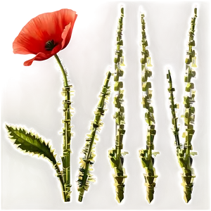 Poppy Flower Transparent PNG Pib PNG