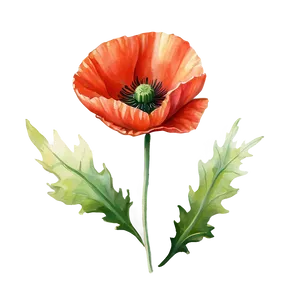 Poppy Watercolor Rendering PNG Lrf19