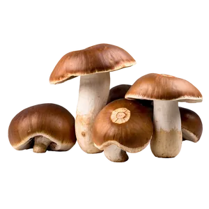 Porcini Mushrooms Png 05242024 PNG image