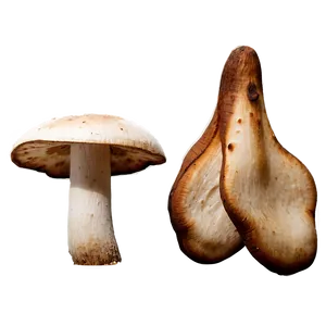 Porcini Mushrooms PNG 64 PNG