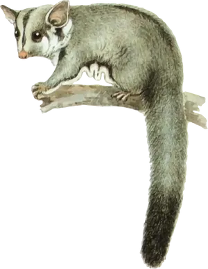 Possum On Branch Illustration PNG image