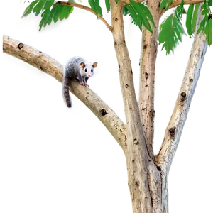 Possum On Branch PNG 78 PNG