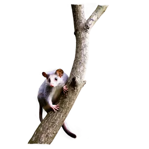 Possum On Branch Png Fbf PNG image