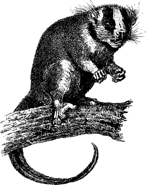 Possumon Branch Illustration PNG