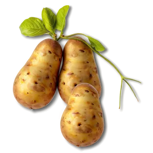 Potato B