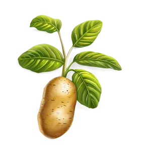 Potato Plant Clipart PNG 75