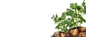 Potato Plant Growth Stages PNG image
