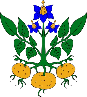 Potato Plant Illustration PNG image