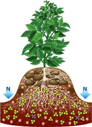 Potato_ Plant_ Structure_and_ Growth.jpg