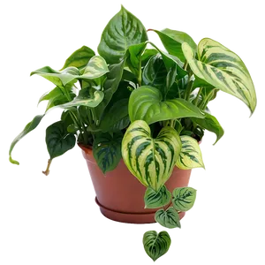 Pothos A PNG image