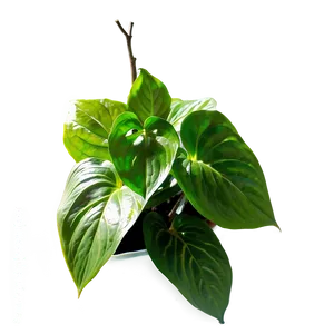 Pothos B PNG image