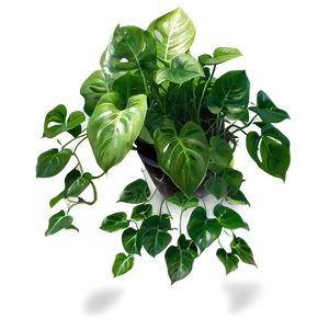 Pothos D PNG image