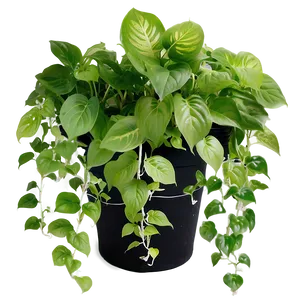 Pothos In Hydroponics Setups PNG Gnc