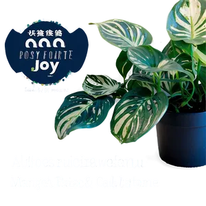 Pothos N'joy Care And Tips Png 06272024 PNG image