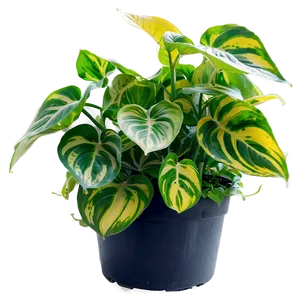 Pothos N'joy Care And Tips Png Jyh PNG image