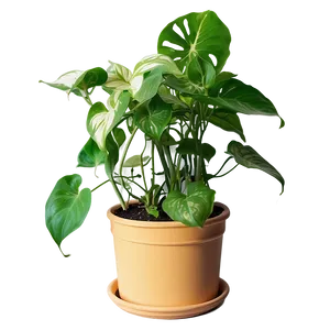 Pothos Plant Fertilizing Schedule PNG 06272024