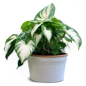 Pothos Plant Fertilizing Schedule PNG 06272024