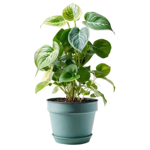 Pothos Plant Fertilizing Schedule PNG 25