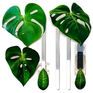 Pothos Plant Fertilizing Schedule PNG Fqp3