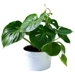 Pothos Plant Gift Ideas PNG 06272024