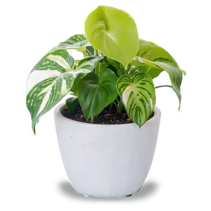 Pothos Plant Gift Ideas PNG 25 PNG
