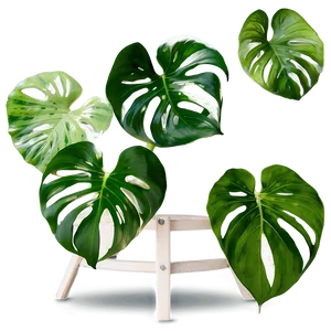 Pothos Plant Gift Ideas PNG Kbj