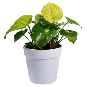 Pothos Plant Gift Ideas PNG Wbv PNG