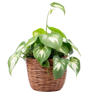 Pothos Plant Health Benefits Png 06272024 PNG image