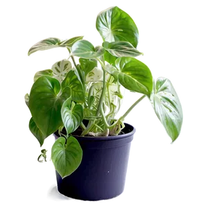 Pothos Plant Health Benefits Png 26 PNG image