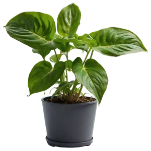 Pothos Plant Health Benefits Png Pri9 PNG image