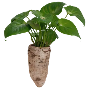 Pothos Root Rot Prevention Tips PNG 06272024 PNG