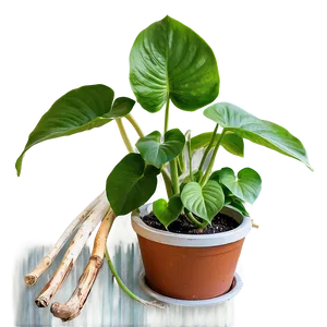 Pothos Root Rot Prevention Tips PNG 57 PNG