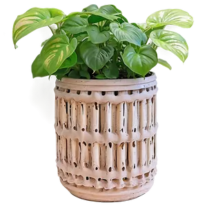 Pothos Root Rot Prevention Tips PNG 75 PNG