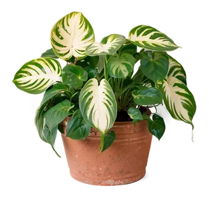 Pothos Root Rot Prevention Tips PNG Bpt PNG