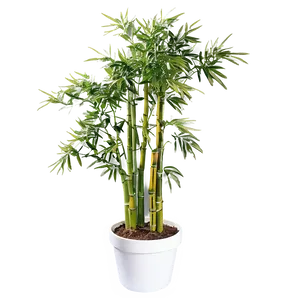 Potted Bamboo Plants Png Nxk PNG image