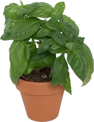 Potted Basil Plant PNG image
