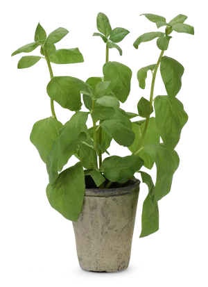 Potted Basil Plant PNG image