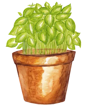Potted Basil Watercolor Illustration PNG image